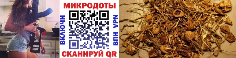 Псилоцибиновые грибы Cubensis  Котово 